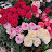 @rosebouquet1885