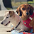 YouTube profile photo of Swiss hearty Dogs