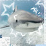 y7udvhWKujw-channel-avatar-Sharks005