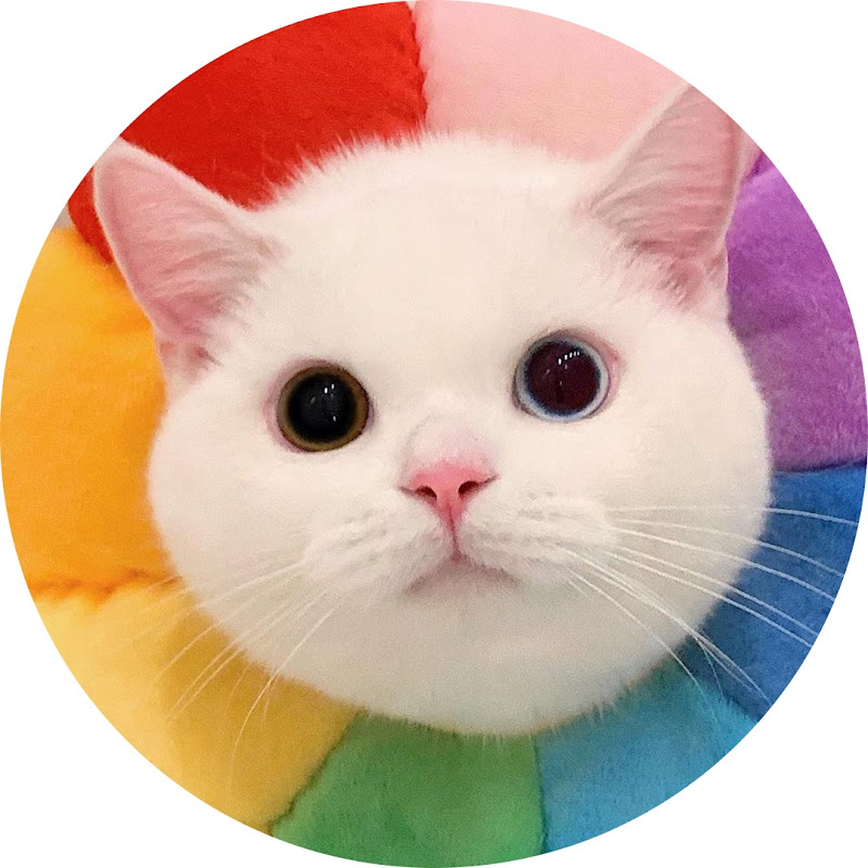 Hilarious Cats icon