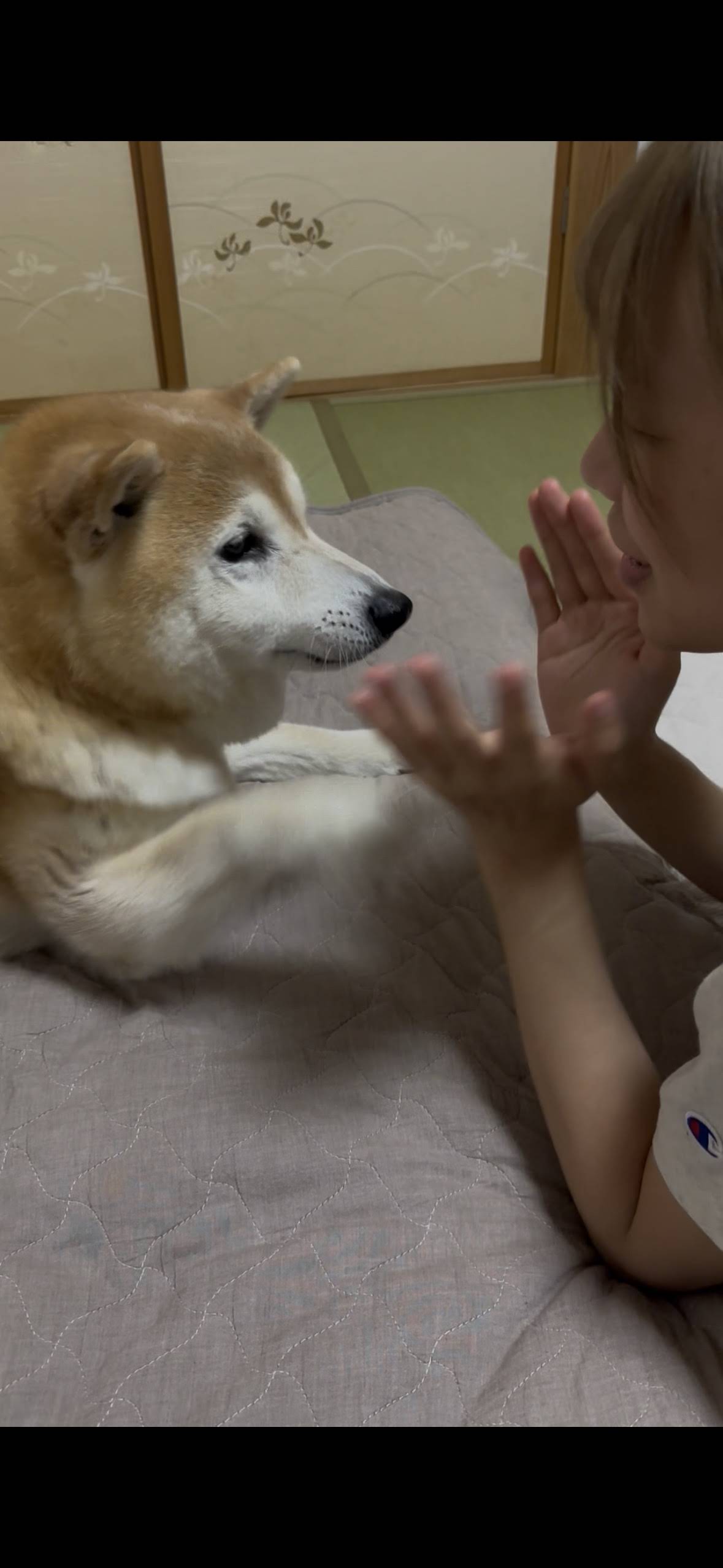 柴犬くん☆骨 YouTube