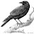 Chroma Corvus