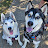 Huskies in the South