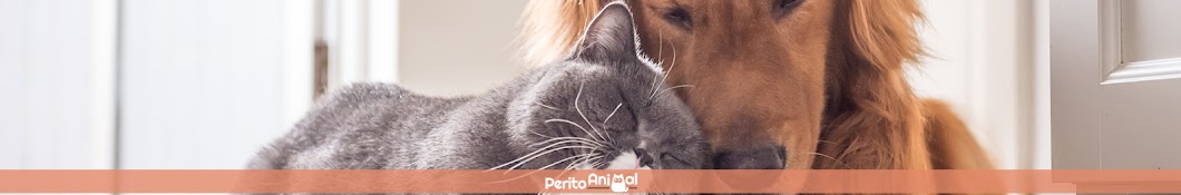 PeritoAnimal YouTube channel avatar