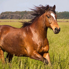 Nepal Kathmandu Teer