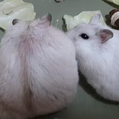 sweetチョコsアイコン画像