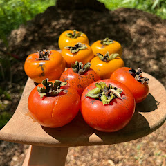 Fruits n' Cahoots Avatar