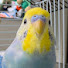 uqFPksW--xo-channel-avatar-Bos tv