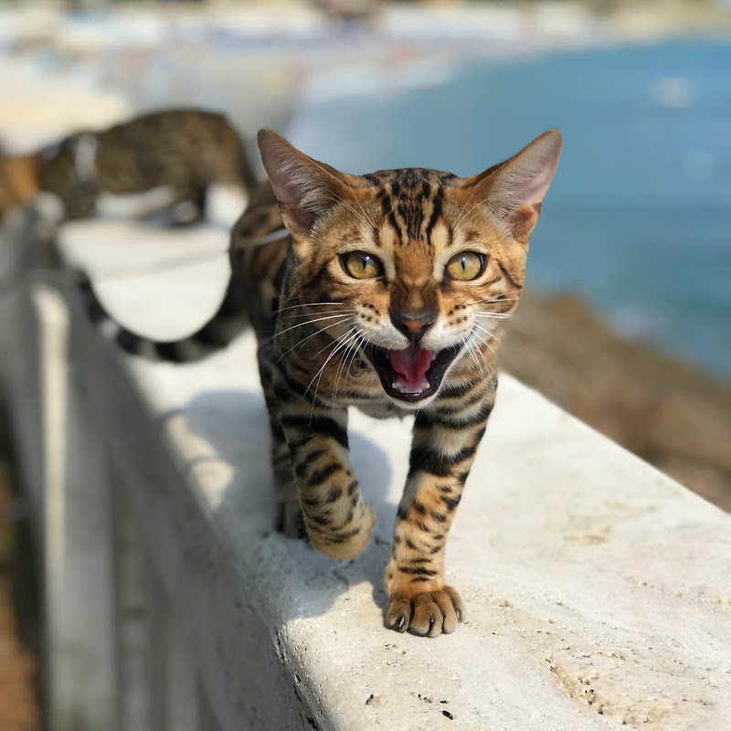 Bengal Best