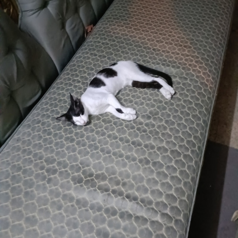 really comedy shorts 