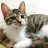 @fiona-qs3js
