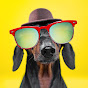 Doxie Din - not just a dachshund YouTube channel avatar