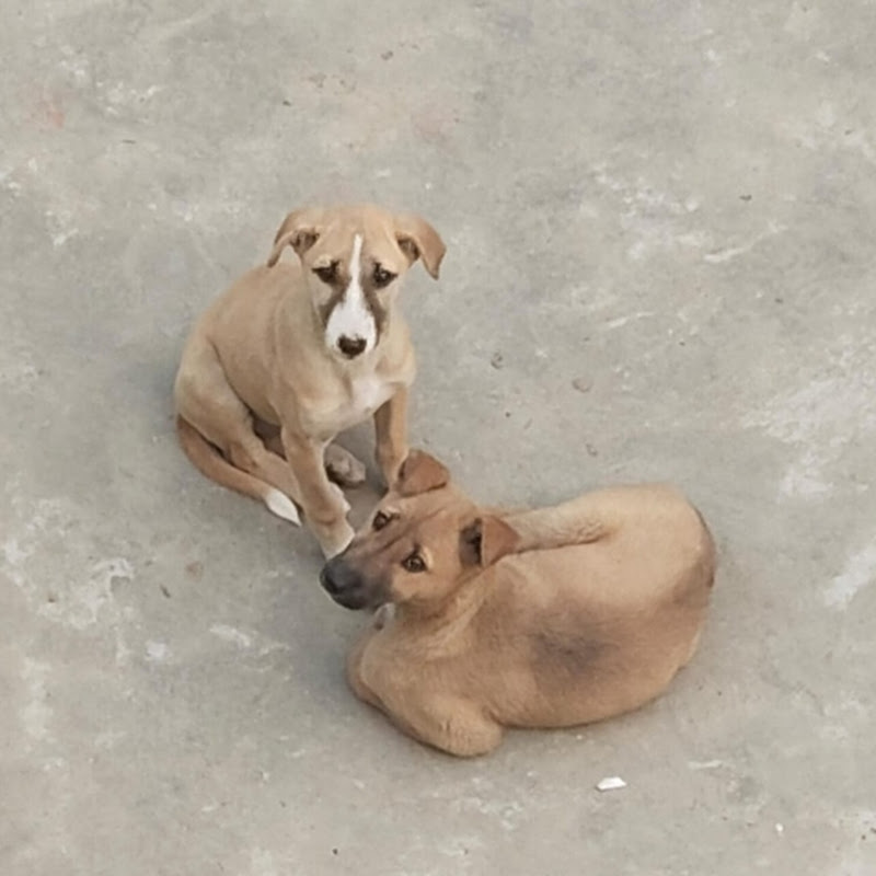 Hire Street dog motu — Pets & Animals YouTube creator for sponsorships