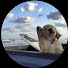 B4zI5wbmh6c-channel-avatar-star.scoop.org1