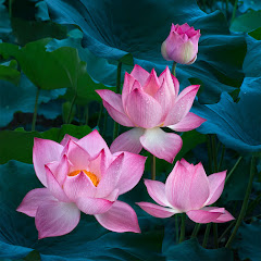 Cuộc Sống Hạnh Phúc avatar