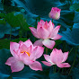 Cuộc Sống Hạnh Phúc Image Thumbnail