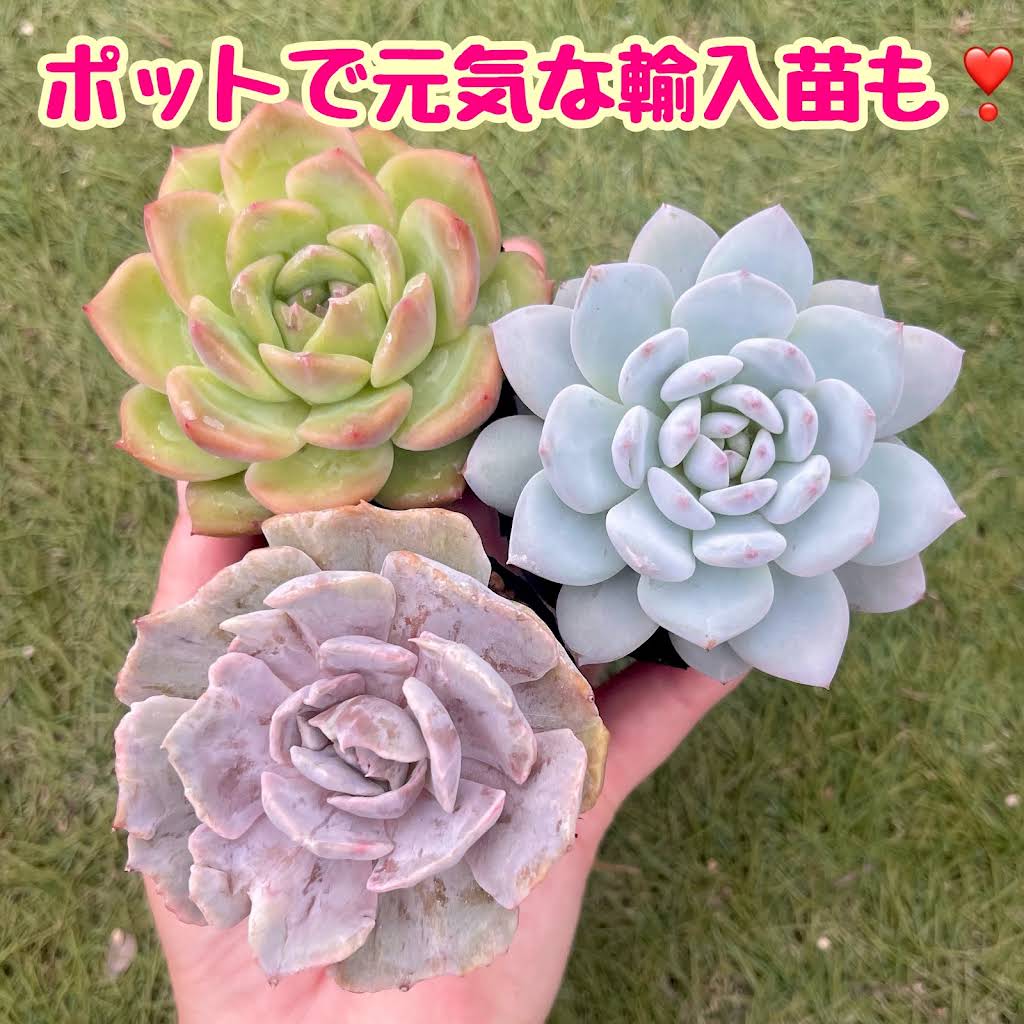 Post from taniku屋 NonNon - YouTube