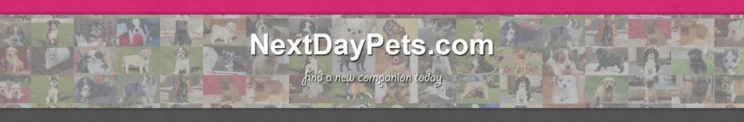NextDayPets Аватар канала YouTube