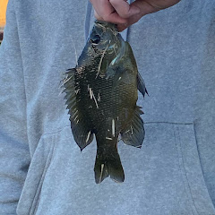 AJAX Fishing
