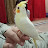 @khalil_the_tiel