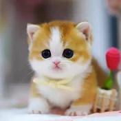 Neko Kawaii Club