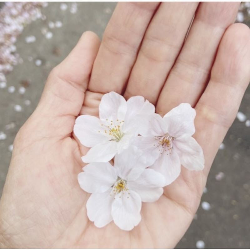 A Taste of Japan
