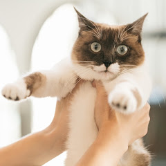 猫じた