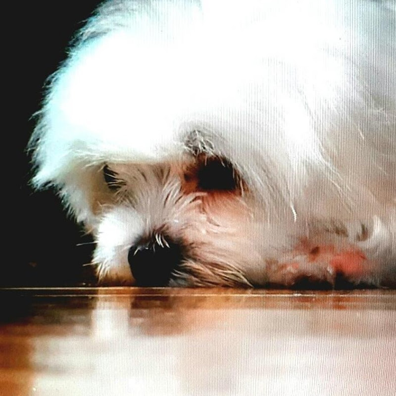 MalteseTV 말티즈TV