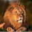 @BIGLIONMANE