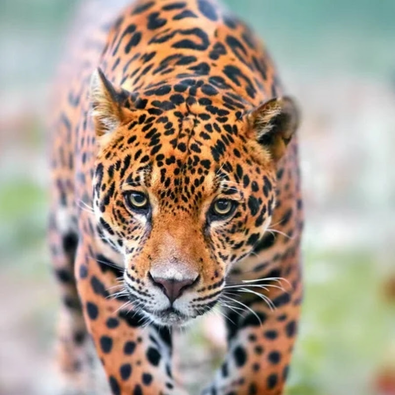 Dunia animal the world