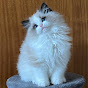 Ring of Fire Ragdolls Avatar