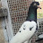 @pigeonlover6754