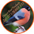 8GWXgwFmjtU-channel-avatar-The Bird Room