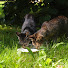 5MiuH99Qg6g-channel-avatar-Animal Care Haven