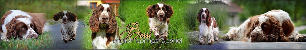 Bessi English Springerspaniel رمز قناة اليوتيوب