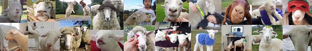 Joy the Sheep & Family YouTube kanalı avatarı