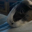 bZYgNZyXJ40-channel-avatar-Alianna Slayy 🐹