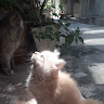 Автор