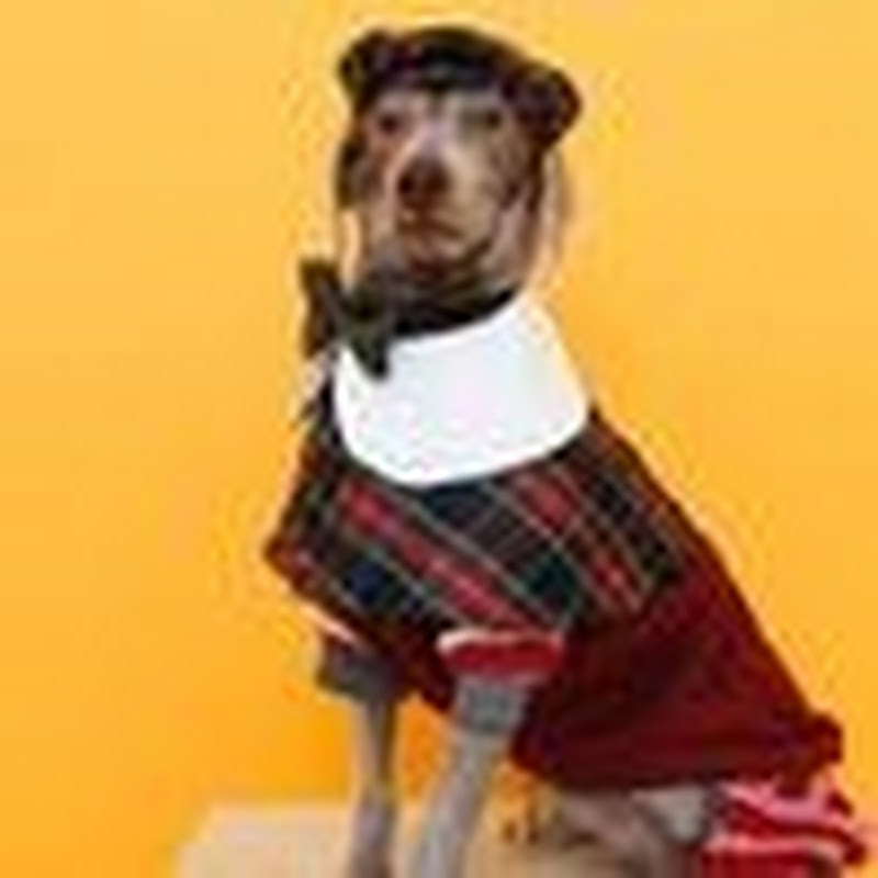 朴阿高韩国上学记