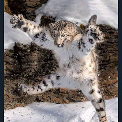 とみー