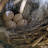 British Birds Nests And Eggs