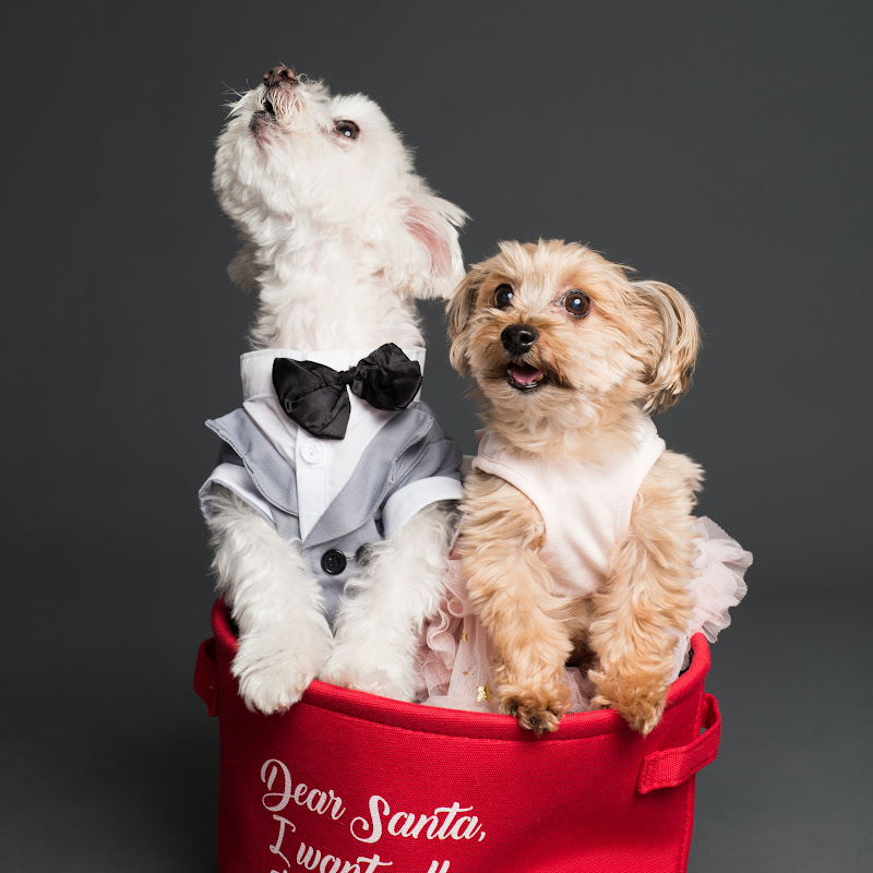Amante de perritos- puppy lovers