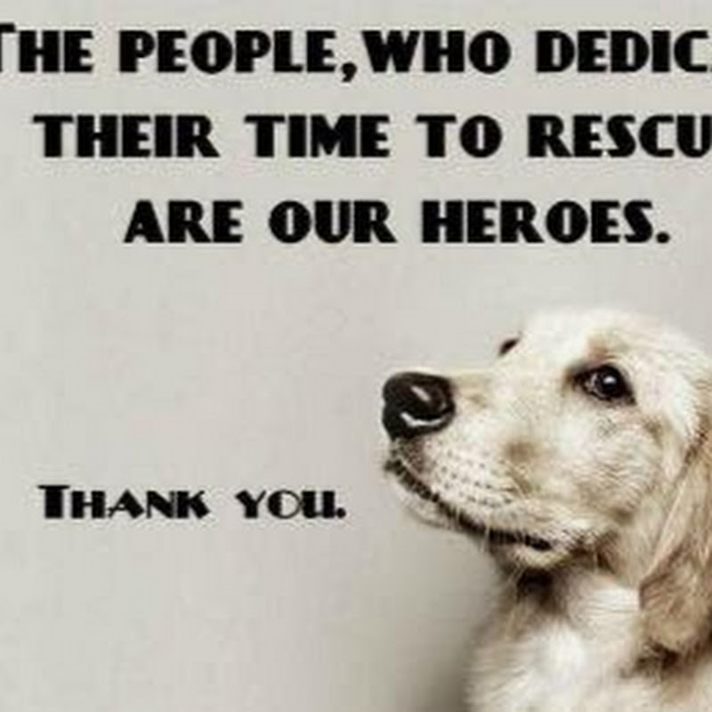Rudy AdoptDontShop Save as Many