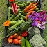 cSuOBRgWXtQ-channel-avatar-Steve's Allotment Garden NE