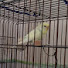 CZS4CoZ147c-channel-avatar-limon  kraliçe