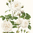HkUy9EuR4XI-channel-avatar-Gina 