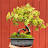 @Thousandcranesbonsai