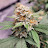 @drgreenthumb1391
