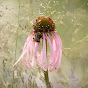 Crocus.co.uk