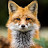 Maleek The Fox
